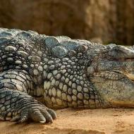 Краткий обзор современных видов крокодилов